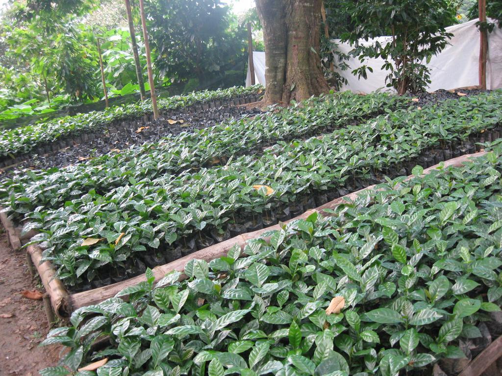 Finca San Rafael - Cafe Y Cacao Minca Exterior foto