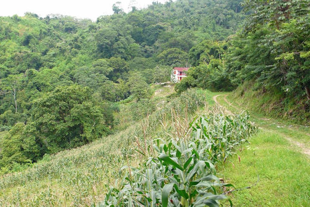 Finca San Rafael - Cafe Y Cacao Minca Exterior foto